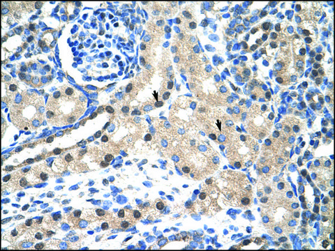 Anti-STAT1 (AB3) antibody produced in rabbit affinity isolated antibody