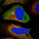 Anti-NAA25 antibody produced in rabbit Prestige Antibodies&#174; Powered by Atlas Antibodies, affinity isolated antibody, buffered aqueous glycerol solution