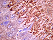 Anti-Synapsin I Antibody Chemicon&#174;, from rabbit