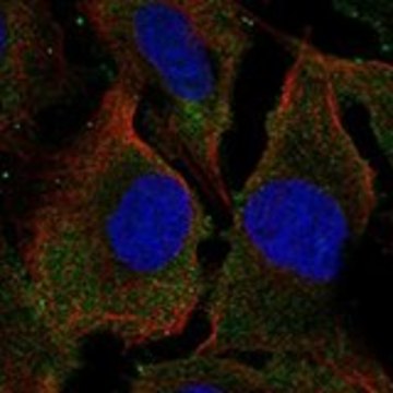 Anti-SYPL2 antibody produced in rabbit Prestige Antibodies&#174; Powered by Atlas Antibodies, affinity isolated antibody, buffered aqueous glycerol solution