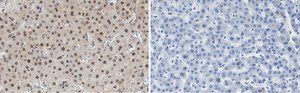 Anti-HNF-4alpha Antibody, clone 4C19 ZooMAb&#174; Rabbit Monoclonal recombinant, expressed in HEK 293 cells