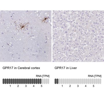 Anti-GPR17 antibody produced in rabbit Prestige Antibodies&#174; Powered by Atlas Antibodies, affinity isolated antibody, buffered aqueous glycerol solution