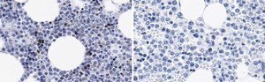 Anti-CD11b Antibody, clone 2G13 ZooMAb&#174; Rabbit Monoclonal recombinant, expressed in HEK 293 cells