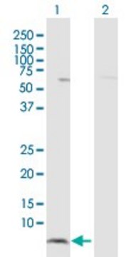 Anti-HCP5 antibody produced in rabbit purified immunoglobulin, buffered aqueous solution