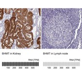 Anti-BHMT antibody produced in rabbit Prestige Antibodies&#174; Powered by Atlas Antibodies, affinity isolated antibody, buffered aqueous glycerol solution