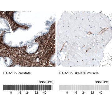 Monoclonal Anti-ITGA1 antibody produced in mouse Prestige Antibodies&#174; Powered by Atlas Antibodies, clone CL7217, purified immunoglobulin, buffered aqueous glycerol solution