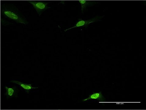 ANTI-PBK antibody produced in mouse clone 2A3, purified immunoglobulin, buffered aqueous solution