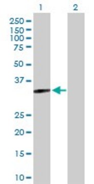 Anti-MYOZ2 antibody produced in rabbit purified immunoglobulin, buffered aqueous solution