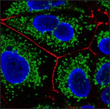 Anti-Mouse IgG2b (&#947;2b), CF&#8482;647 antibody produced in goat ~2&#160;mg/mL, affinity isolated antibody, buffered aqueous solution