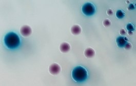 STEC Millichrome&#8482; plus Supplement suitable for microbiology