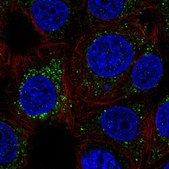 Anti-FKBP10 antibody produced in rabbit Prestige Antibodies&#174; Powered by Atlas Antibodies, affinity isolated antibody, buffered aqueous glycerol solution