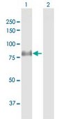 Anti-DLL1 antibody produced in rabbit purified immunoglobulin, buffered aqueous solution