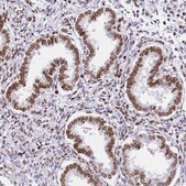 Anti-POU6F1 antibody produced in rabbit Prestige Antibodies&#174; Powered by Atlas Antibodies, affinity isolated antibody, buffered aqueous glycerol solution