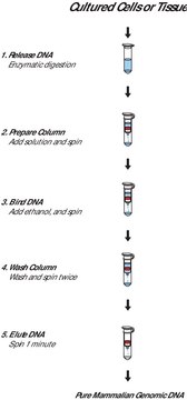 GenElute&#8482; Mammalian Genomic DNA Miniprep Kits sufficient for 10&#160;purifications