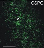 Anti-Chondroitin Sulfate Proteoglycan Antibody, Brain (core protein), clone Cat-301 clone Cat-301, Chemicon&#174;, from mouse