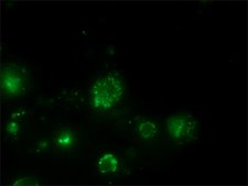 Anti-Human IgG (Fc specific)&#8722;FITC antibody produced in goat affinity isolated antibody, buffered aqueous solution