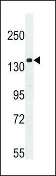 ANTI-APG1 (ULK1) (CENTER) antibody produced in rabbit IgG fraction of antiserum, buffered aqueous solution