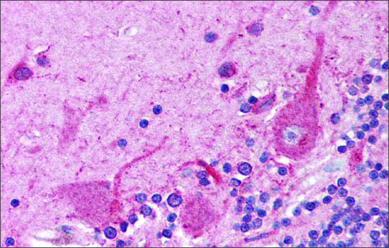 Anti-ATF4 affinity isolated antibody