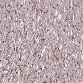 Anti-TAZ antibody produced in rabbit Prestige Antibodies&#174; Powered by Atlas Antibodies, affinity isolated antibody, buffered aqueous glycerol solution