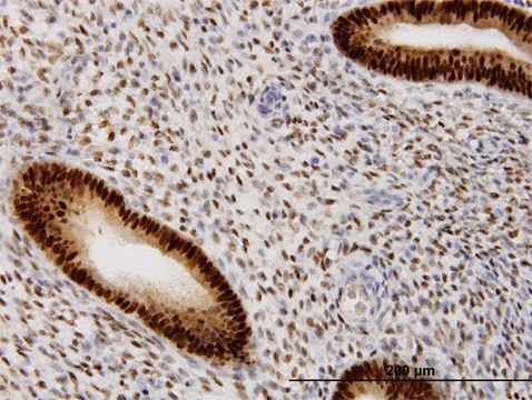 Monoclonal Anti-PGR, (N-terminal) antibody produced in mouse clone 2C2, purified immunoglobulin, buffered aqueous solution