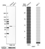 Anti-CDK7 antibody produced in rabbit Prestige Antibodies&#174; Powered by Atlas Antibodies, affinity isolated antibody, buffered aqueous glycerol solution