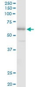 Anti-FSD1 antibody produced in mouse purified immunoglobulin, buffered aqueous solution