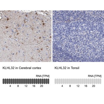 Anti-KLHL32 antibody produced in rabbit Prestige Antibodies&#174; Powered by Atlas Antibodies, affinity isolated antibody, buffered aqueous glycerol solution