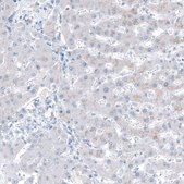 Anti-RXFP1 antibody produced in rabbit Prestige Antibodies&#174; Powered by Atlas Antibodies, affinity isolated antibody, buffered aqueous glycerol solution