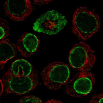 Anti-Cpne1 Antibody Produced In Rabbit Prestige Antibodies&#174; Powered by Atlas Antibodies, affinity isolated antibody, buffered aqueous glycerol solution