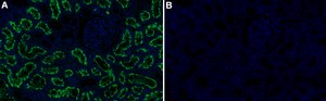Anti-ACE Antibody, clone 1E15 ZooMAb&#174; Rabbit Monoclonal recombinant, expressed in HEK 293 cells