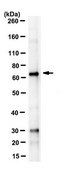 Anti-Eyes absent homolog 1 Antibody, clone 6A3.1 clone 6A3.1, from mouse