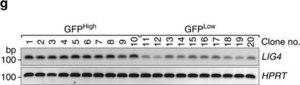 Anti-LIG4 antibody produced in rabbit Prestige Antibodies&#174; Powered by Atlas Antibodies, affinity isolated antibody, buffered aqueous glycerol solution