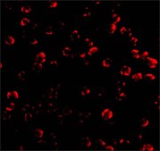 Anti-Caspase-6 antibody produced in rabbit affinity isolated antibody, buffered aqueous solution