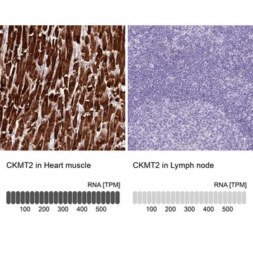 Anti-CKMT2 antibody produced in rabbit Prestige Antibodies&#174; Powered by Atlas Antibodies, affinity isolated antibody, buffered aqueous glycerol solution