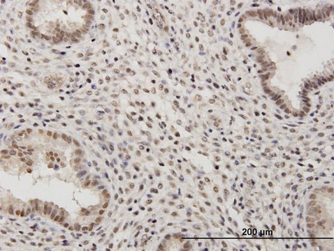 Anti-RSC1A1 antibody produced in mouse purified immunoglobulin, buffered aqueous solution