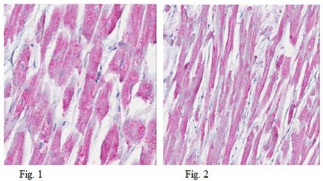 Anti-Myosin 2 Antibody, clone 5B11.1 clone 5B11.1, from mouse