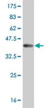 Anti-MSLN Mouse mAb (1A10) liquid, clone 1A10, Calbiochem&#174;