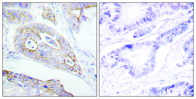 Anti-CD45 antibody produced in rabbit affinity isolated antibody