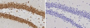 Anti-NeuN Antibody serum, from guinea pig