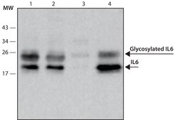 Anti-IL6 high affinity antibody, Mouse monoclonal clone IL6-2A3, purified from hybridoma cell culture