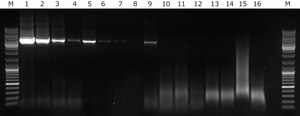KAPA LongRange HotStart PCR Kit
