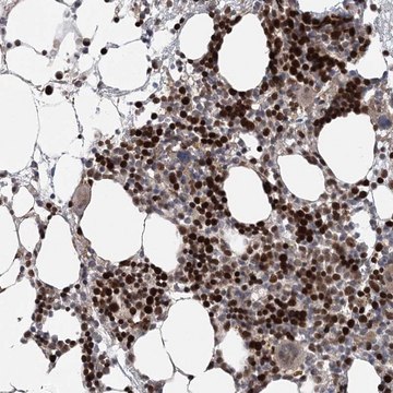 Anti-KIF4A antibody produced in rabbit Prestige Antibodies&#174; Powered by Atlas Antibodies, affinity isolated antibody, buffered aqueous glycerol solution