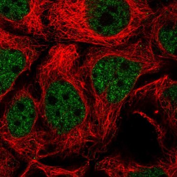 Anti-TGIF2 antibody produced in rabbit Prestige Antibodies&#174; Powered by Atlas Antibodies, affinity isolated antibody