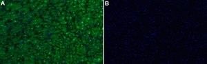 Anti-CAM kinase II Delta Antibody, clone 1E22 ZooMAb&#174; Rabbit Monoclonal recombinant, expressed in HEK 293 cells