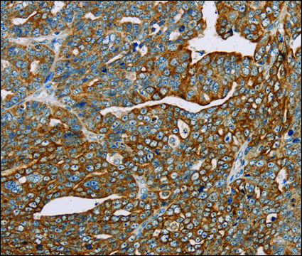 Anti-MTFP1 antibody produced in rabbit affinity isolated antibody