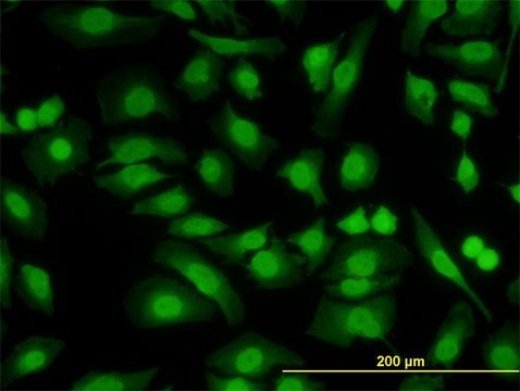 Monoclonal Anti-PKNOX2 antibody produced in mouse clone 4B6, purified immunoglobulin, buffered aqueous solution