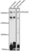 Anti-POLR2A antibody produced in rabbit