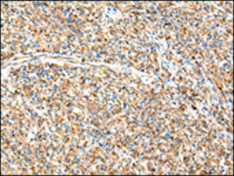 Anti-ADAMTS1 affinity isolated antibody