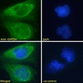 Anti-GAPDH (Internal) antibody produced in goat affinity isolated antibody, buffered aqueous solution