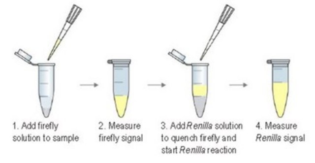 Firefly/Renilla Dual Luciferase Assay Flash-type dual luciferase assay that allows measurement of both Firefly and Renilla luciferase activity in the same sample with high sensitivity and linearity.